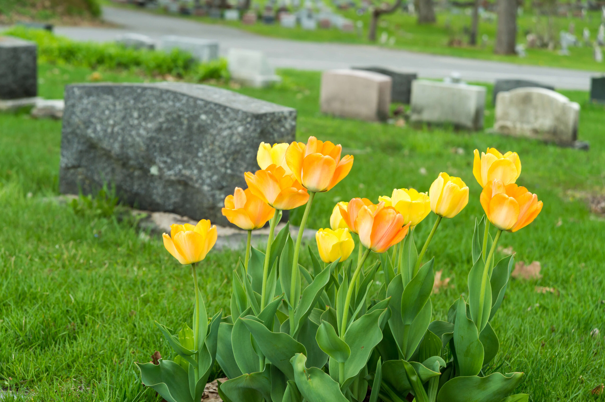 Enhanced County Cemetery Guides