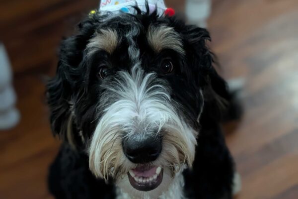 Bernedoodle Ruger celebrating his birthday in a birthday hat.